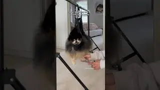 How I taught my dog to let me trim her paws ✂️ 