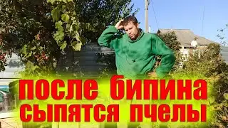 После обработки бипином сыпятся пчелы, что делать? Амитраз от варроатоза и акарапидоза. Акарапидоз