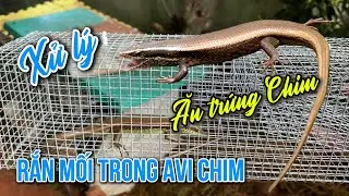 Xử lý Rắn mối ăn trứng trong Avi chim sinh sản