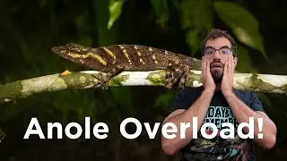 Anole Overload! (Herping Colombia Part 2)