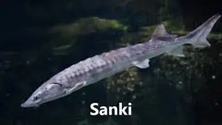 Sanki