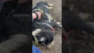 Sweet Piggy Enjoys a Belly Rub 