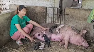 On duty all night to deliver babies to sows. Disappointment when the sow gives birth. ( Ep 282 )