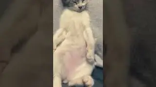 Most Amazing Animals | Pets cats and dogs video collection 2022 