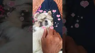 Cute puppy Jessi Sleeping | Shih Tzu Puppy 40 days old - #shihtzu #shihtzupuppy #doglover