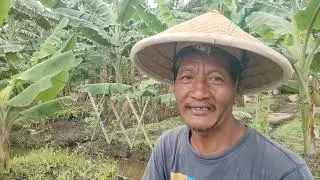 Peluang Usaha Budidaya Pisang Yang Menjanjikan