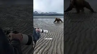 Brown bear CHARGING a photographer (@scenicbearviewing)