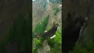 Дагестан Полёт Орла 🏔️🦅