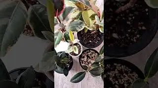 FICUS ELASTICA / ФИКУС КАУЧУКОНОСНЫЙ 