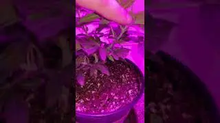 3 YEAR OLD MARIJUANA SEEDS LAST WEEK