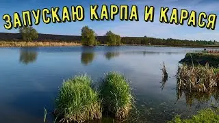 Зарыбление карася и карпа. запускаем рыбу в пруд. #shorts