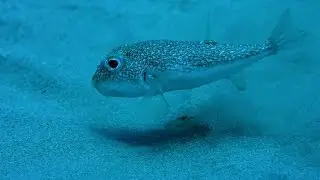 Pufferfish 'crop circles' - Life Story: Episode 5 preview - BBC