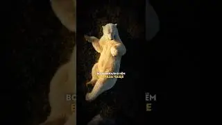 Навязчивые мысли — как не думать о белом медведе?