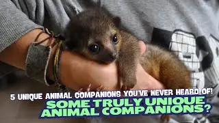 5 Unique Animal Companions You’ve Never Heard Of! 🦎🦨