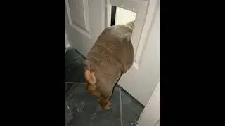 Funny ANIMALS video/ СМЕШНО ДО СЛЁЗ. ПРИКОЛЫ С ЖИВОТНЫМИ. СОБАКА ЗАСТРЯЛА. ДВЕРЬ С ОКОШКОМ ДЛЯ СОБАК