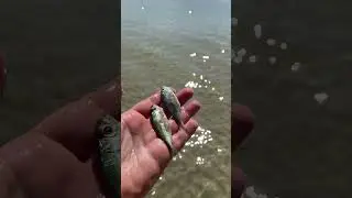 Добро всегда побеждает зло. о.Пхукет пляж Ката