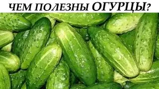 Чем полезны огурцы