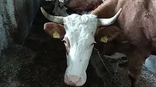 Осталась без спины и ног...) Почистила в курятнике,прибралась в огороде.