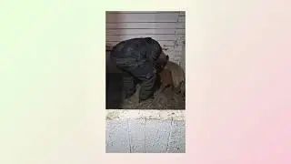 Кастрация поросят