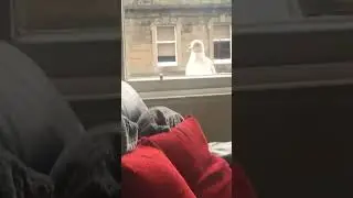 Silly Seagull Says Hello Through Apartment Window