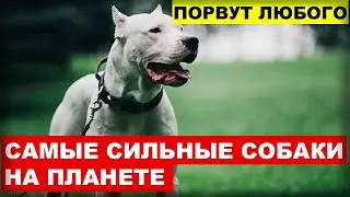 САМЫЕ СИЛЬНЫЕ СОБАКИ НА ПЛАНЕТЕ - С НИМИ ЛУЧШЕ НЕ ШУТИТЬ. ПОДХОДЯТ ДЛЯ ОХРАНЫ.