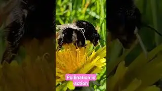 Pollination in action