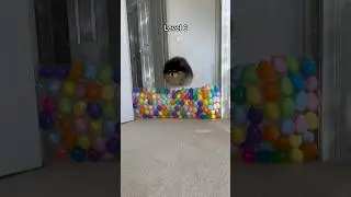 Adorable fluffy dog jumps over stacks of eggs 🥚 