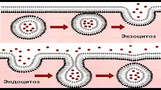 Везикулярный транспорт (1) (для чайников)