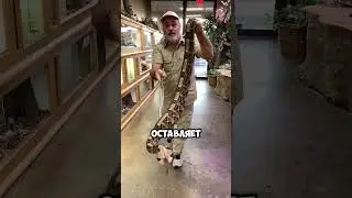 Смертоносная габонская гадюка! 🐛 💀 🐍😱 