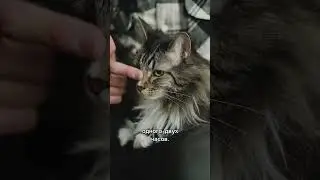 Кот, предсказывающий СМЕРТЬ 🐈 