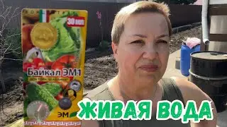 Лучшая подкормка для растений! Байкал ЭМ-1! 