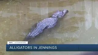 Alligator Spotted in Jennings Apartment Complex