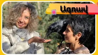 Ագռավը ընտանի թռչուն?