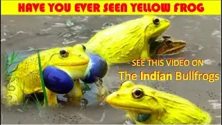 YELLOW FROG: Have you seen Yellow Frog