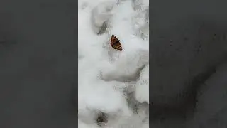 Бабочка на снегу!!!