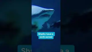Sharks have a sixth sense! 