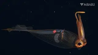 Glass squid use an invisibility cloak to stay safe in the twilight zone