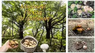 За Грибами в мае! Самая Трудовая Тихая Охота 2025! Foraging wild mushrooms in may!