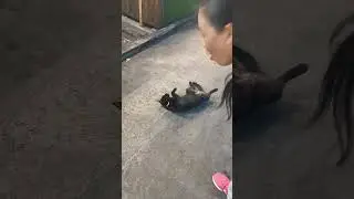 Тайский котяра развесил яйки посреди базара)