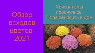 Хризантемы проснулись. Пора проращивать. Всходы 2021.The chrysanthemums are awake.  Shoots 2021.