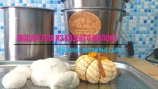 Моцарелла, Скаморца, Косичка / Проверенный способ сделать ВЫТЯЖНОЙ  СЫР из козьего молока