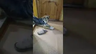 Кто раньше встал того и тапочки. 