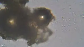 The Jar Habitat Experiment #1.02 - 14.03.2024