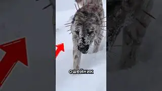 Зачем им ТАКОЙ ошейник ? 