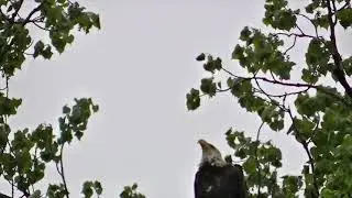 Орёл и ворон. Притча - пожелание