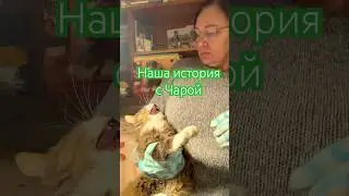 Рассказываю что же происходит на видео с кошкой