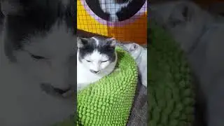 Ты спишь или не спишь?)) #cat #животные #аnimals #cute #котики #кошки