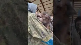 Верблюд атакует😁 