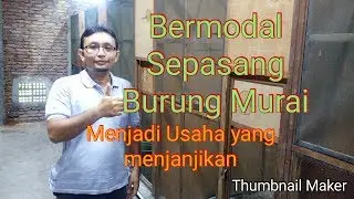 Ternak Murai Batu , Dari Hobi menjadi Bisnis Menguntungkan