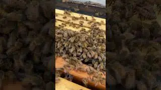 Hawaiian Queen Bee in Southeast Alabama🐝😎 #queenbees #brucesbees #beesarecool